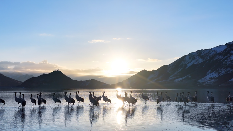 Xizang’s Black-Necked Cranes Thrive in Protected Winter Habitat 🌾🏔️ video poster