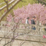 Suzhou's Spring Magic: Where Tradition Meets Blossoms 🌸🏯