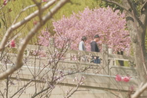 Suzhou's Spring Magic: Where Tradition Meets Blossoms 🌸🏯