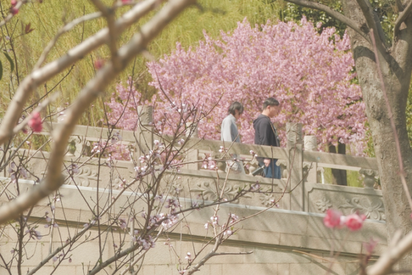 Suzhou's Spring Magic: Where Tradition Meets Blossoms 🌸🏯