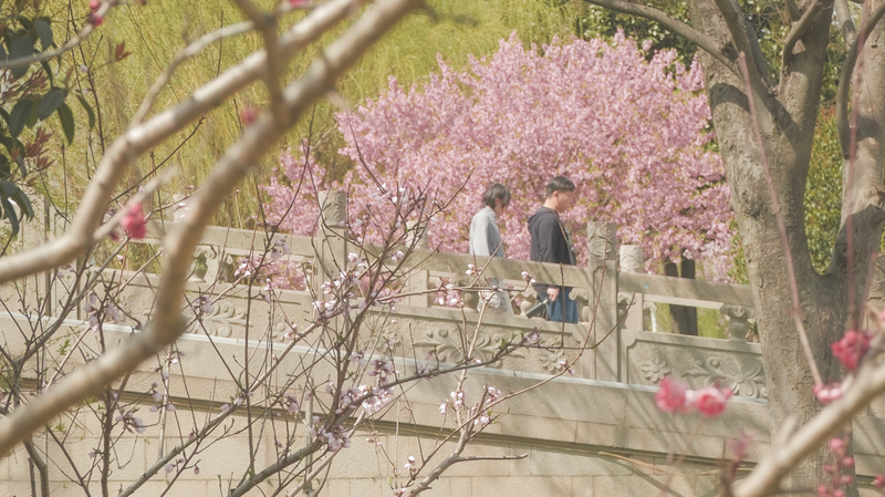 Suzhou's Spring Magic: Where Tradition Meets Blossoms 🌸🏯