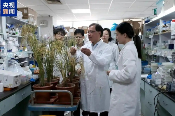 🌾 Chinese Scientists Crack Code for Disease-Proof Rice Without Yield Loss!