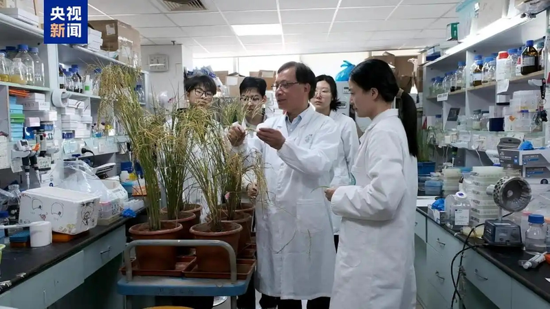 WFGQN7AAMR16C8FLPO64 - 🌍NewspaperAmigo – Your Global News Buddy 🗞️ 🌾 Chinese Scientists Crack Code for Disease-Proof Rice Without Yield Loss!