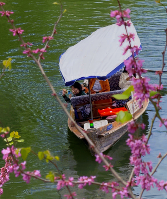 🌸 Spring Blooms at Hangzhou’s West Lake Draw Millions in 2026 🌸 video poster