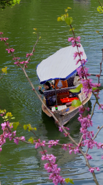 🌸 Spring Blooms at Hangzhou’s West Lake Draw Millions in 2026 🌸 video poster