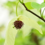 Rare 'Dove Trees' Bloom in Guizhou: A Spring Spectacle 🌸🕊️ video poster