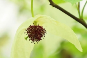 Rare 'Dove Trees' Bloom in Guizhou: A Spring Spectacle 🌸🕊️ video poster