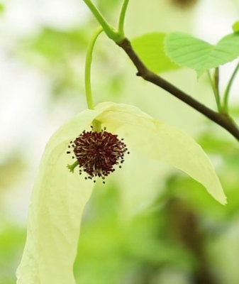 Rare 'Dove Trees' Bloom in Guizhou: A Spring Spectacle 🌸🕊️ video poster