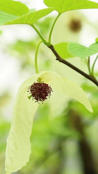 Rare 'Dove Trees' Bloom in Guizhou: A Spring Spectacle 🌸🕊️ video poster