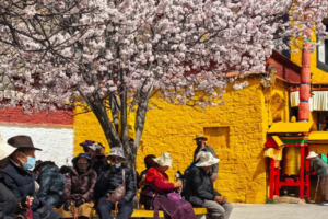 Spring Blooms Paint Potala Palace in Vibrant Hues 🌸🏔️
