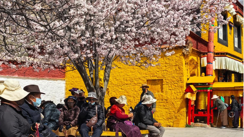 Spring Blooms Paint Potala Palace in Vibrant Hues 🌸🏔️