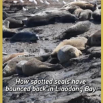 Record 800+ Spotted Seals Return to Liaodong Bay in 2026 🌊🦭 video poster