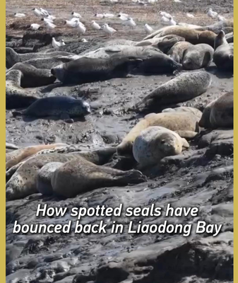 Record 800+ Spotted Seals Return to Liaodong Bay in 2026 🌊🦭 video poster