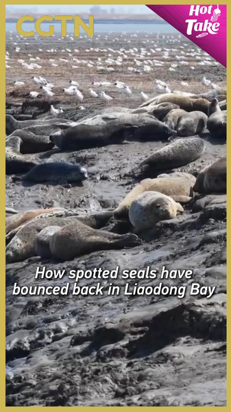 Record 800+ Spotted Seals Return to Liaodong Bay in 2026 🌊🦭 video poster