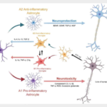 Glial Cells Take Center Stage in Brain Disease Breakthroughs 🧠✨