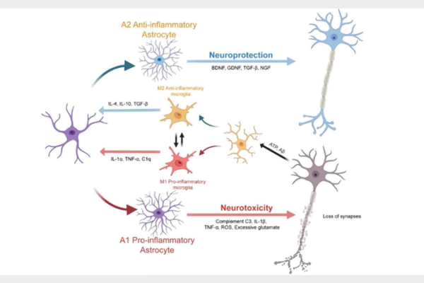 Glial Cells Take Center Stage in Brain Disease Breakthroughs 🧠✨