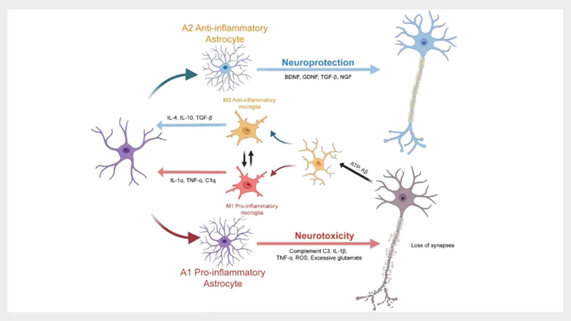 ZL8CBT8UX3FMBX6DMDXR - 🌍NewspaperAmigo – Your Global News Buddy 🗞️ Glial Cells Take Center Stage in Brain Disease Breakthroughs 🧠✨