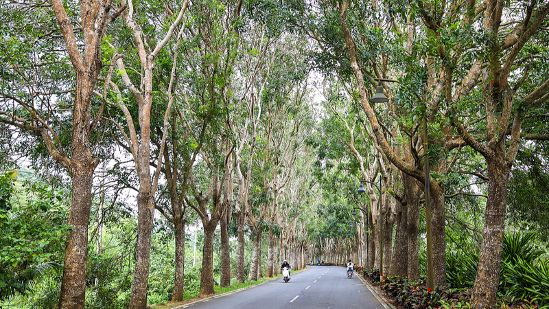 Barking Up the Right Tree: Waste Bark Now Fights Pollution! 🌳✨