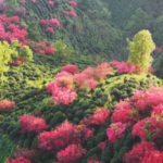 Anhui_s_Tea_Terraces_Turn_Rose_Gold_in_Wild_Azalea_Bloom video poster