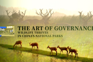 Nature's Comeback: The Incredible Journey of the Milu Deer in China 🦌✨ video poster