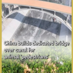 China_Opens_Dedicated_Animal_Bridge_Over_New_Canal video poster