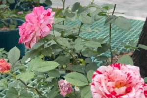 Beauty in the Bloom: Discover Beijing's Most Poetic Rose 🌹✨ video poster