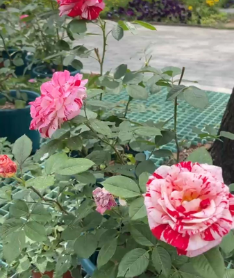 Beauty in the Bloom: Discover Beijing's Most Poetic Rose 🌹✨ video poster