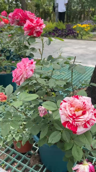 Beauty in the Bloom: Discover Beijing's Most Poetic Rose 🌹✨ video poster