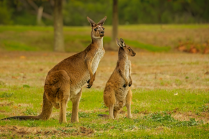 Kangaroos' Crazy Evolution: How Thick Teeth Changed Their Diet 🦘✨