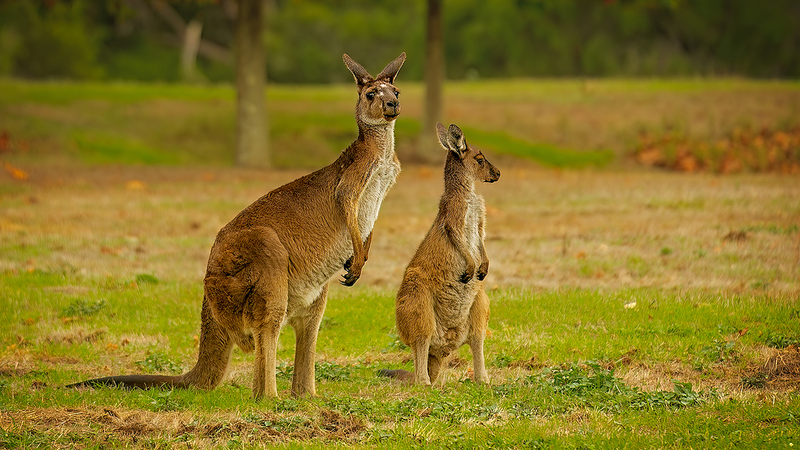 Kangaroos' Crazy Evolution: How Thick Teeth Changed Their Diet 🦘✨